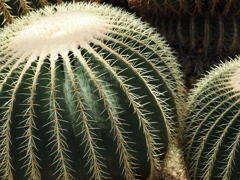 京都府立植物園２