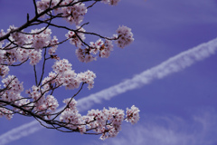 奈良公園桜