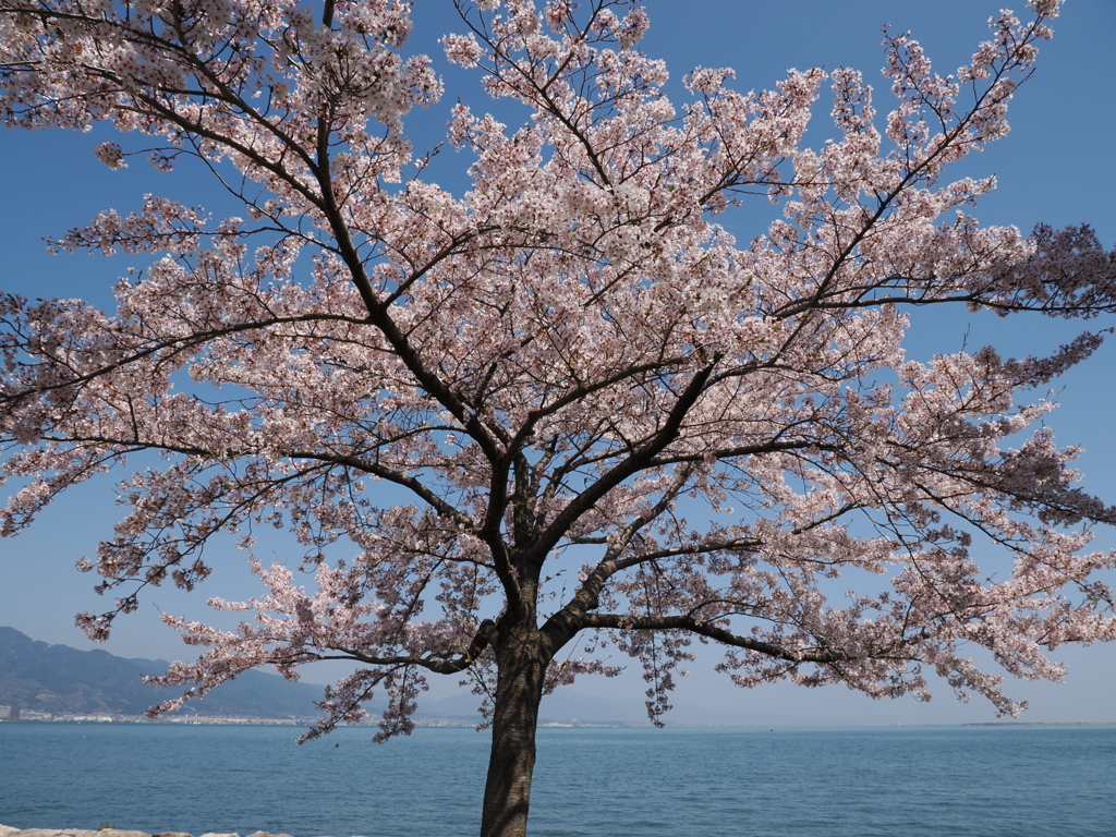 琵琶湖（大津）