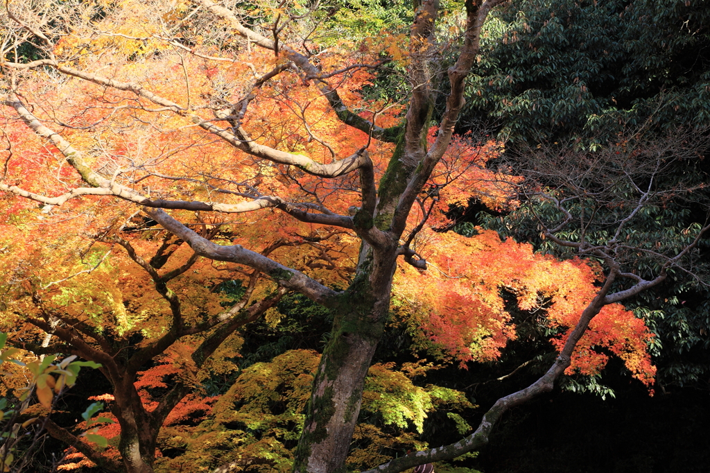 箕面公園