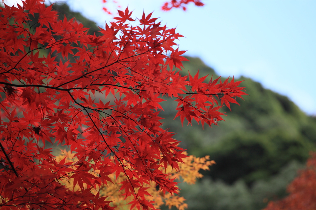 箕面公園