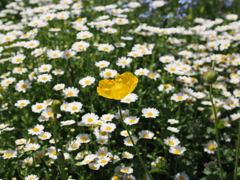 京都府立植物園３