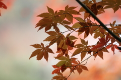 浄瑠璃寺紅葉
