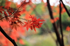 箕面公園