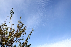 秋空