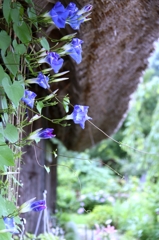 白川郷1