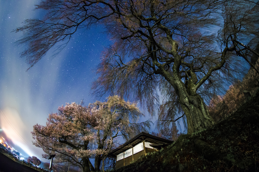 星の花咲くしだれ桜