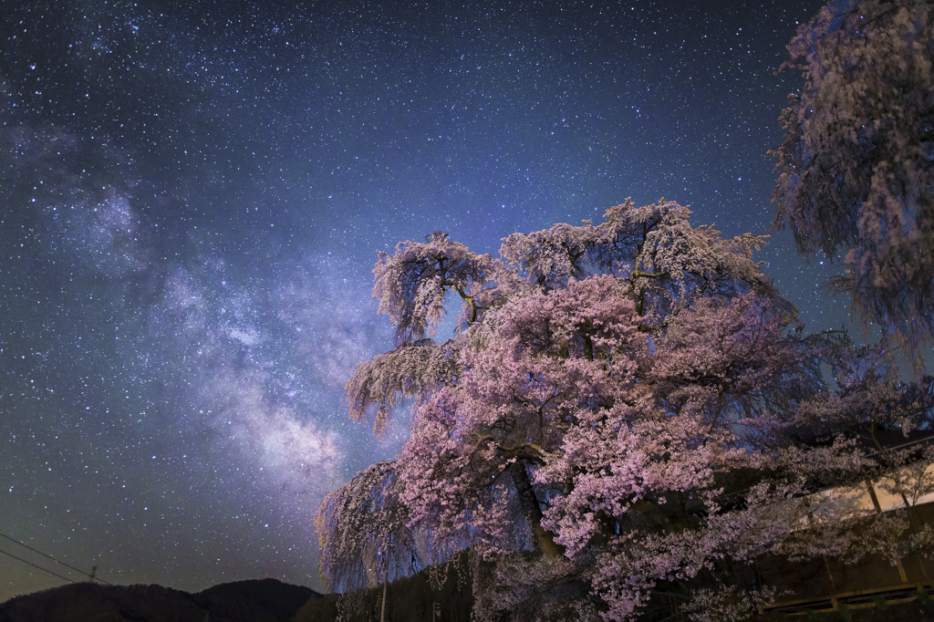 天の川に桜咲く