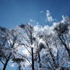 樹氷・・・・ガラスの樹