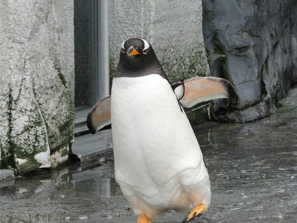 旭山動物園　ペンギン
