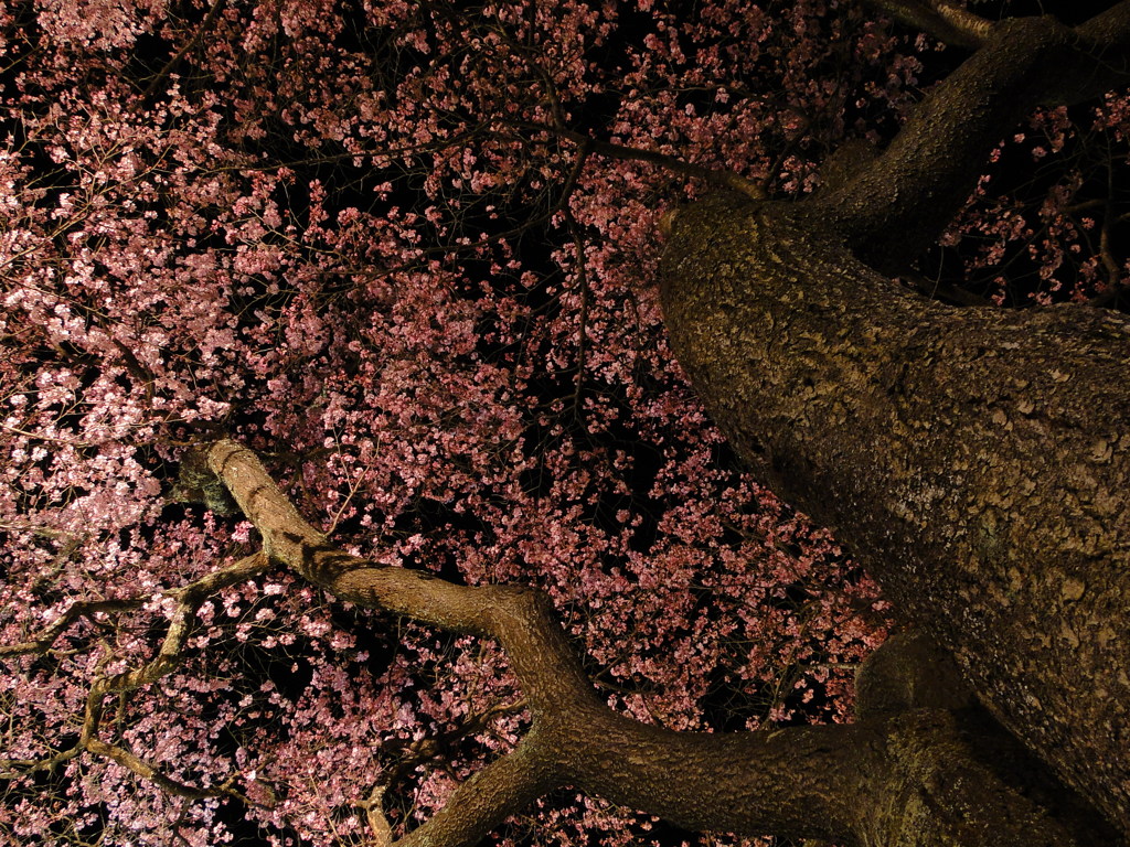 桜・・・力強く
