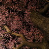 桜・・・力強く