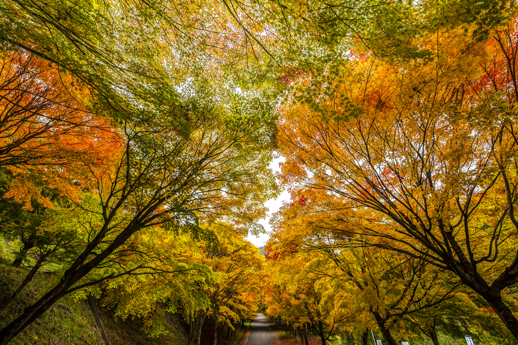 紅葉３６０度