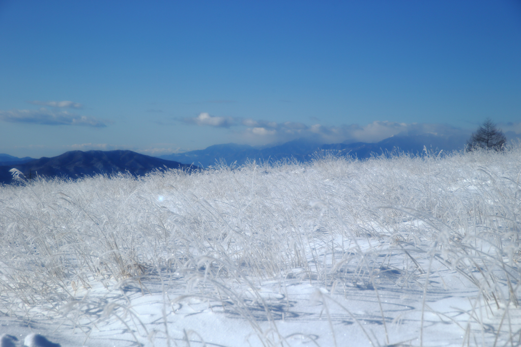 凍る霧ヶ峰高原
