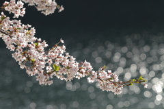 桜・・・水面の輝き