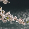 桜・・・水面の輝き