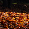 落ち葉輝く時