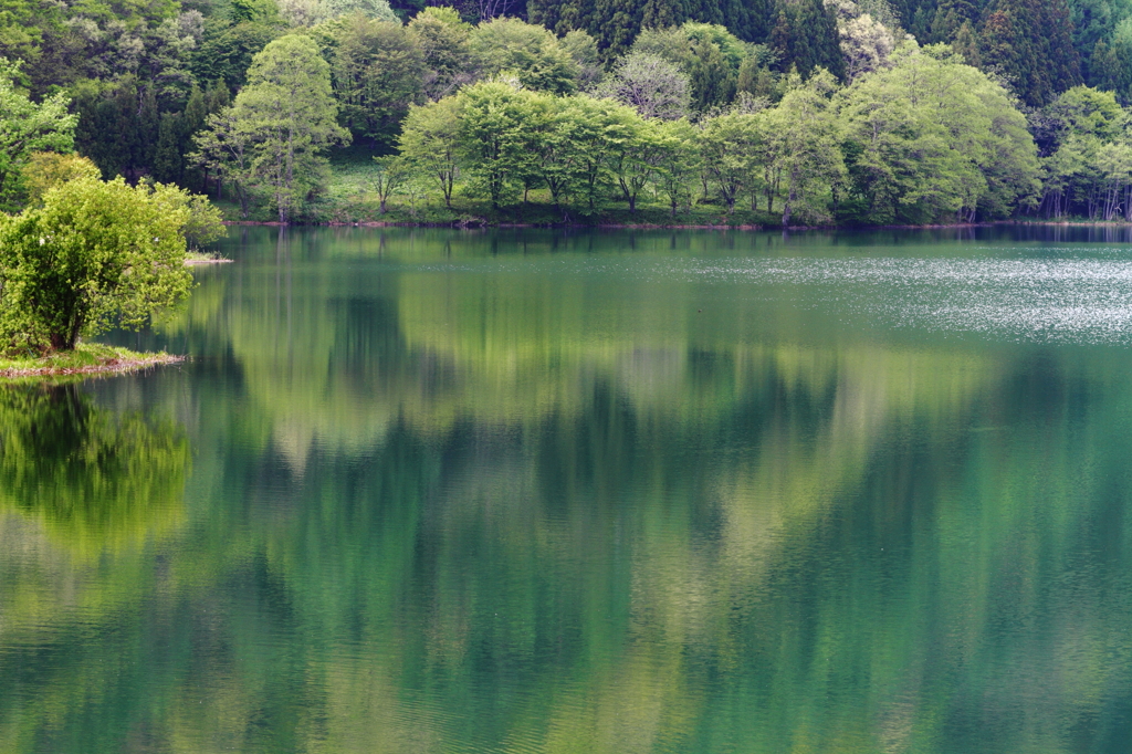 桜散り　新緑の湖