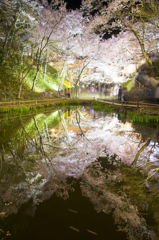 桜と水の競演　２４mmバージョン