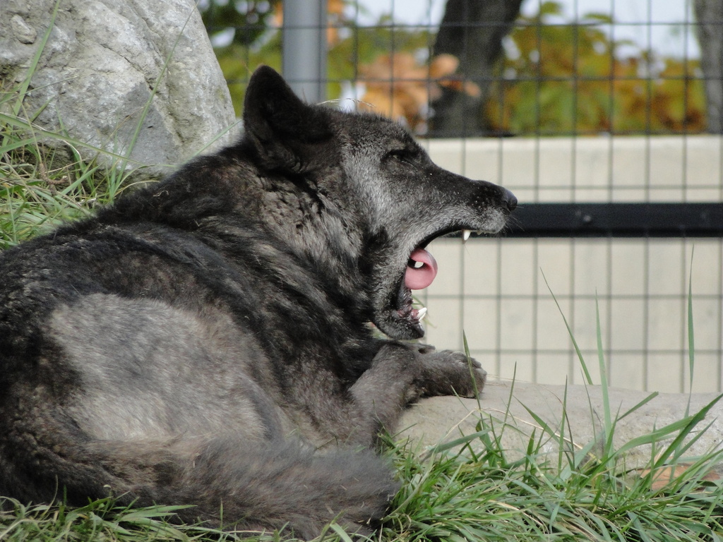 旭山動物園　オオカミのあくび