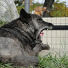 旭山動物園　オオカミのあくび