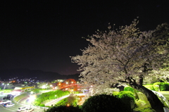 夜桜とループ橋