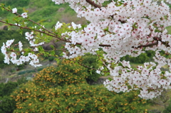 瀬戸の春色