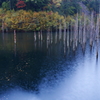 雨の自然湖・・・漂う落ち葉