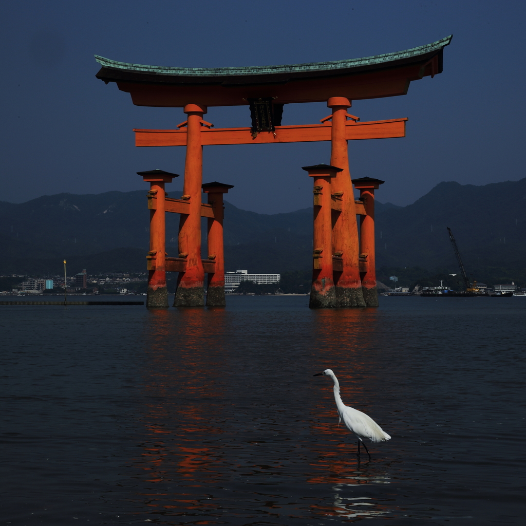 朱と白の主張