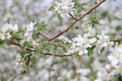 りんごの花咲く頃