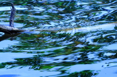 WAVE