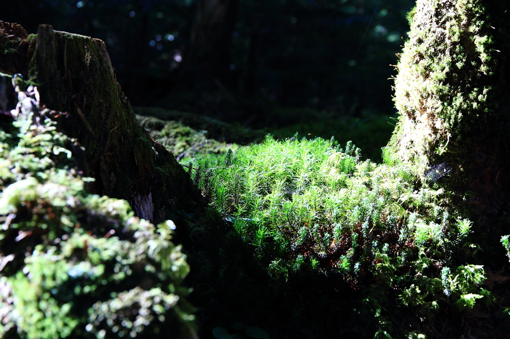 小さな小さな世界