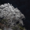 霧氷咲く