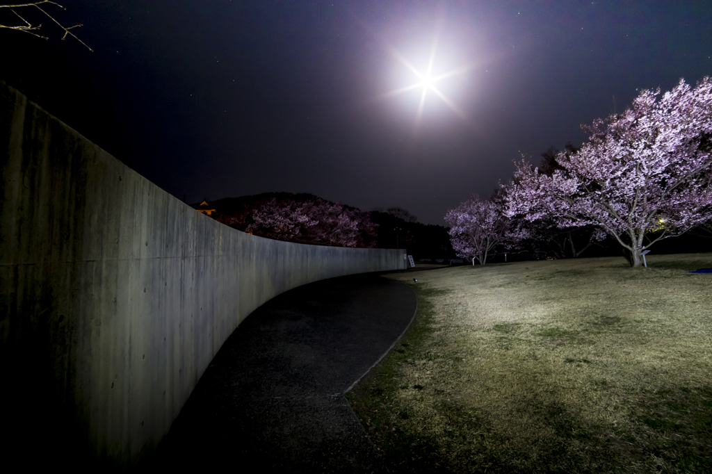 塀の中の月夜桜