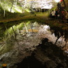 桜、、、水の中へ、、、