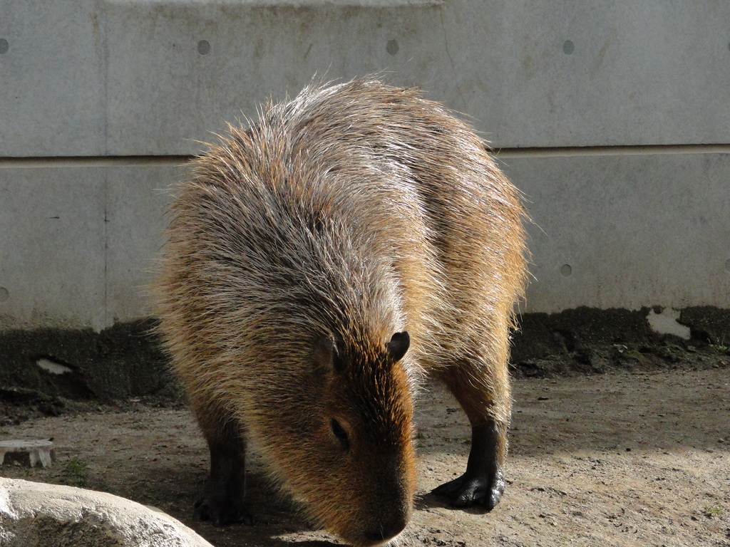 旭山動物園　カピバラ