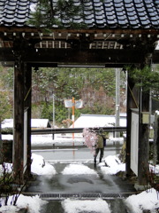 雪桜・・肩にかついで