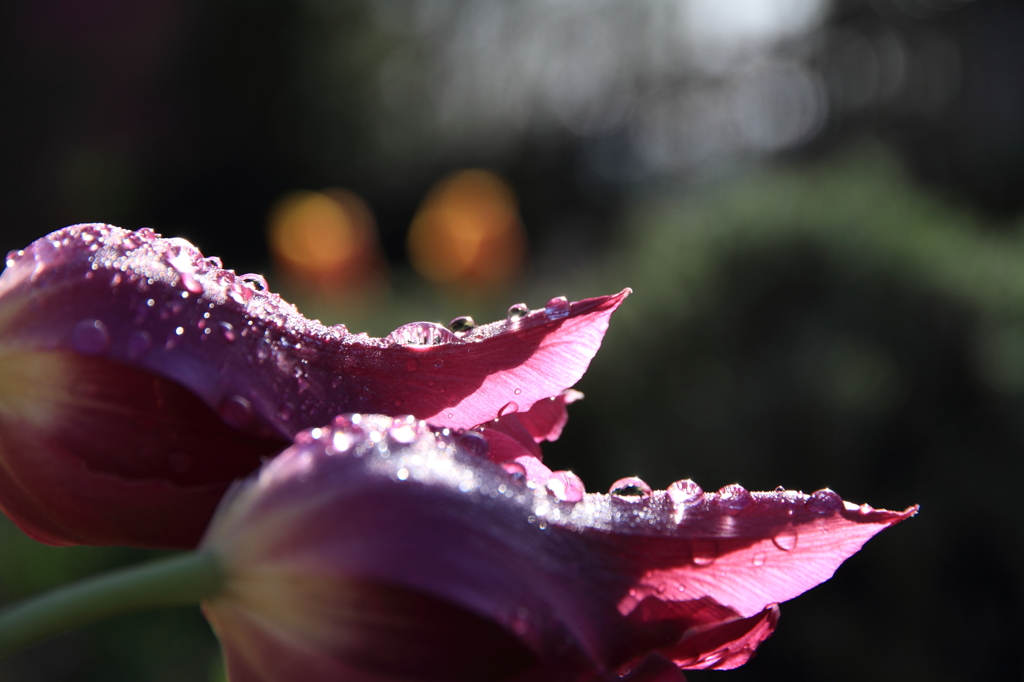 曲がったチューリップ