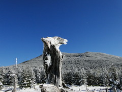 三日月に向かって吠える狼