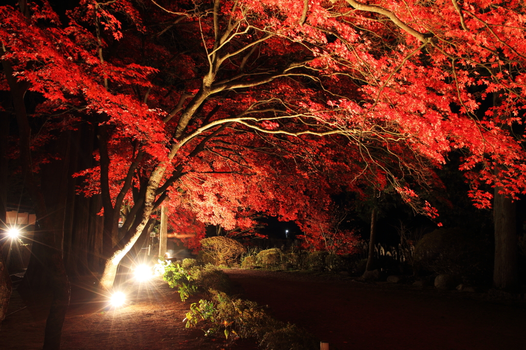 夜も鮮やかに