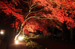 夜も鮮やかに