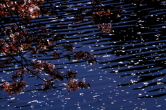 桜散り