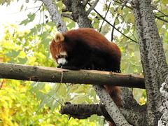 旭山動物園　レッサーパンダ