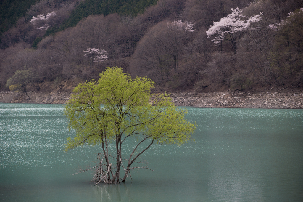 春色の湖