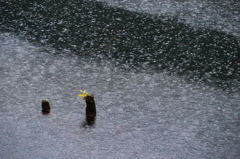 雨道