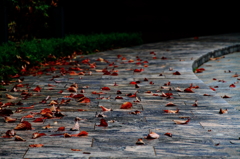 雨の日には・・・枯れ葉の歩道