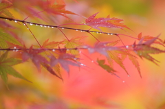 雨上がりの秋