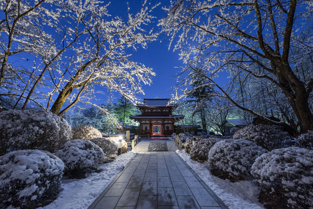 雪桜