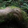 苔むした老木