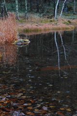 水の中の季節